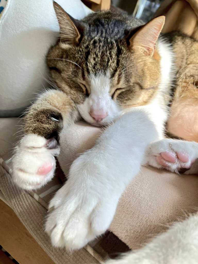 ねこねこ日和 tweet media