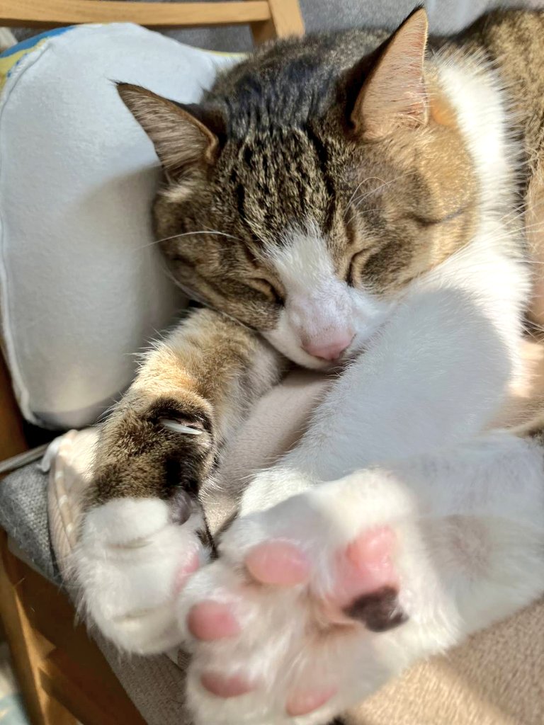 ねこねこ日和 tweet media