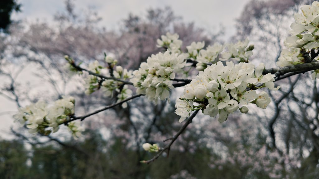 しょうぐん tweet media