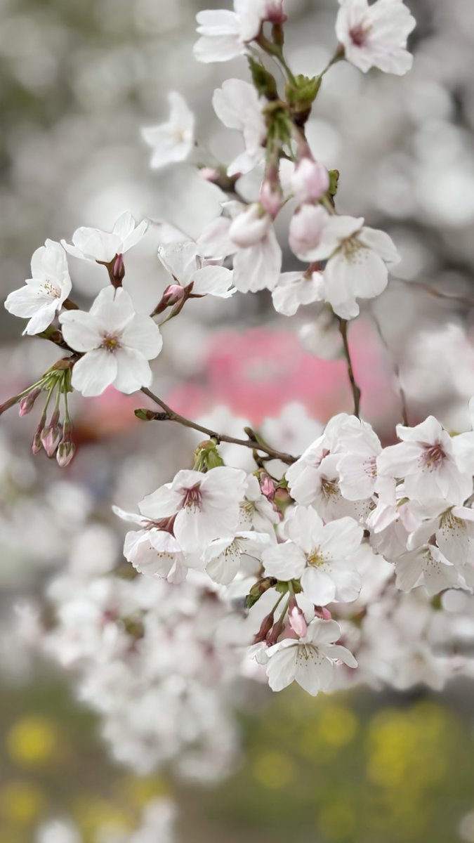 chiakis_design's tweet photo. 夫婦でのんびりお花見🌸☁️
ピクニックって五感で癒されますね🧺🌱 https://t.co/ez7VGZE8Ht
