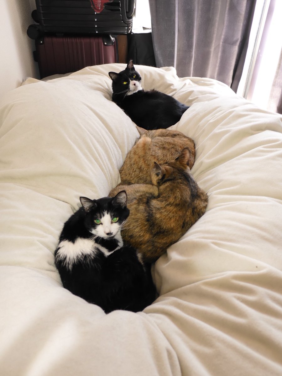 🪬ⷦ神威☥昴流🦇ꙷ tweet media