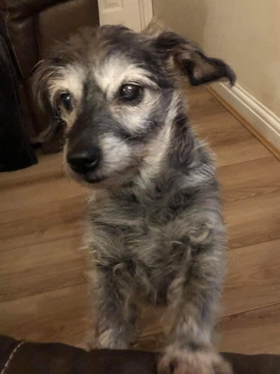 Popularpuppies © tweet media