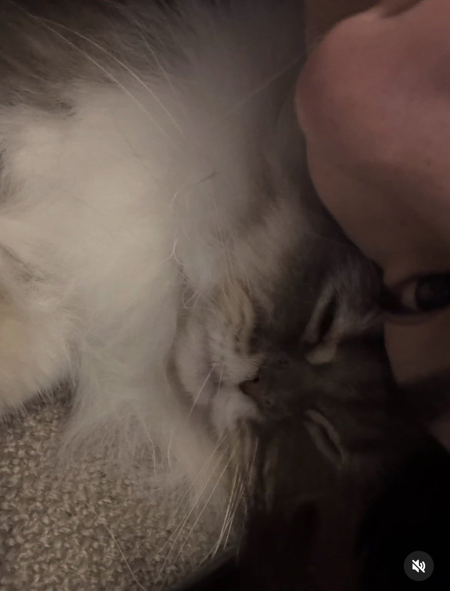 /ˈaɪrɪs/ ꜰᴛ. แม่หนูนิด tweet media