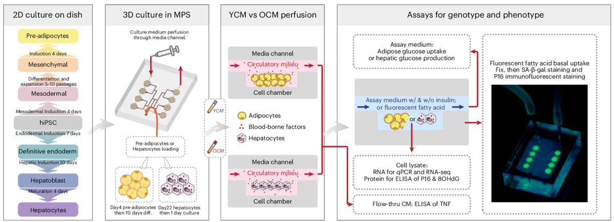 Compound tweet media