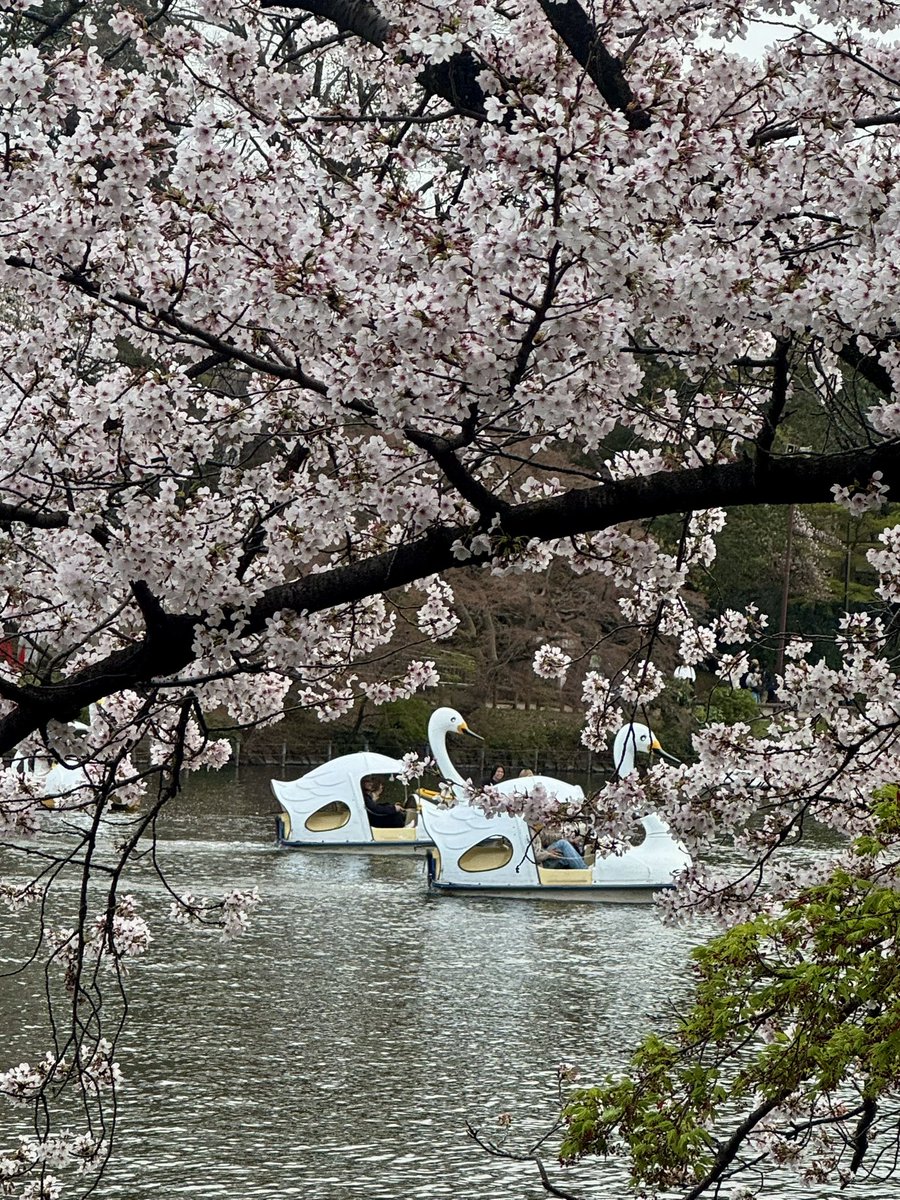 ひなっち🐣 tweet media