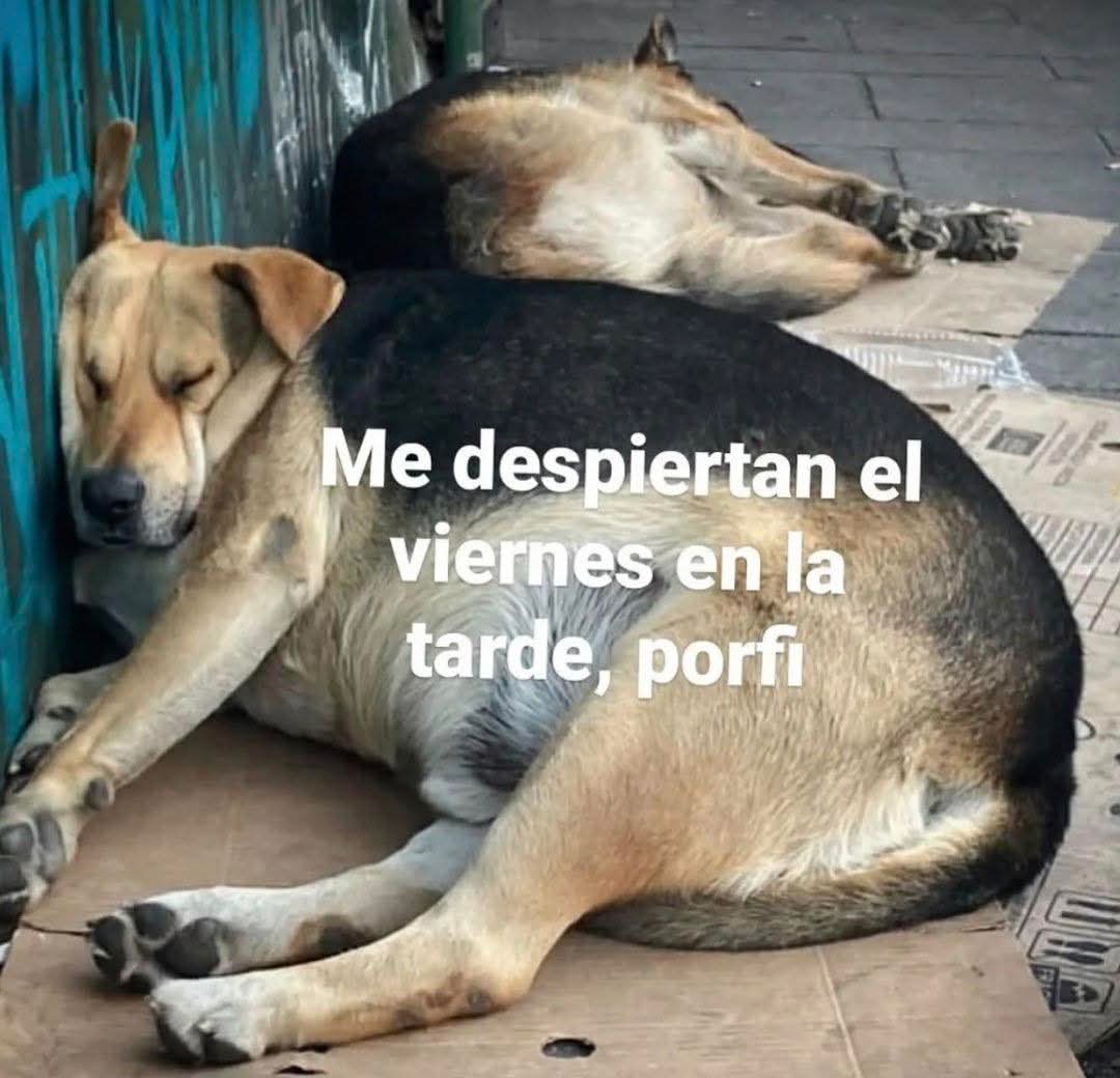 Animalitos en aprietos. tweet media