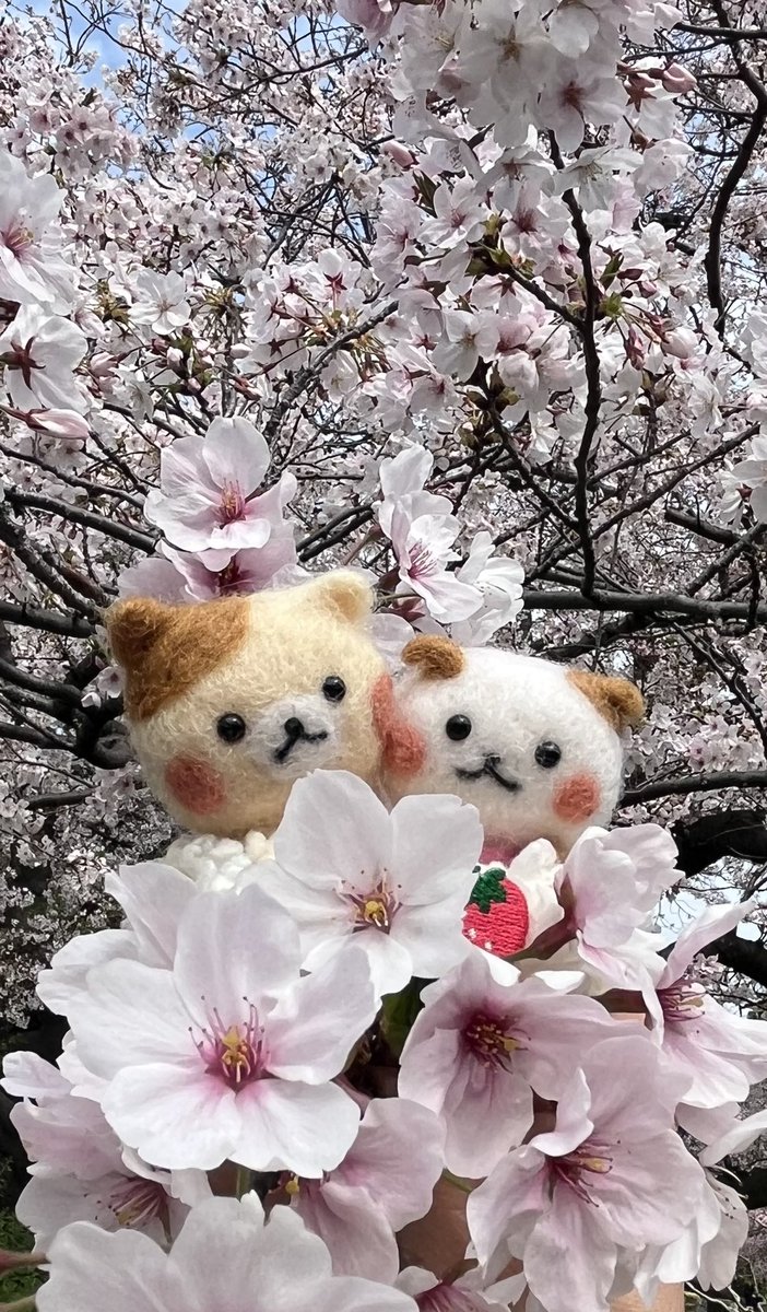 ともぷっち@teamABC tweet media