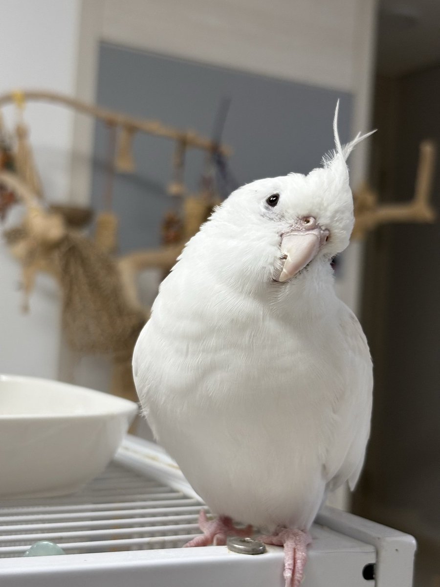 Flying Banana tweet media