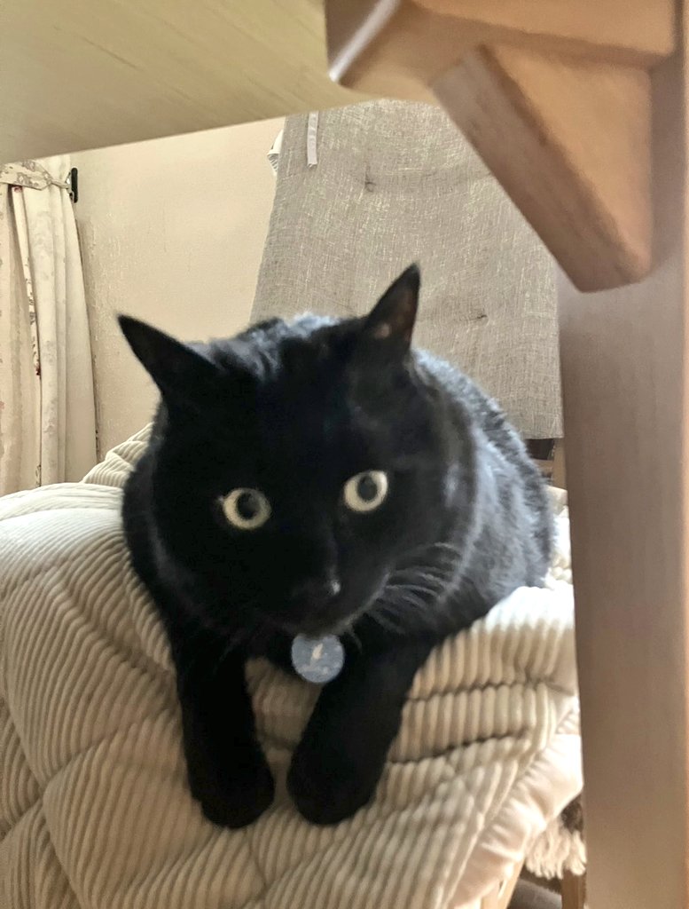 ねこねこ日和 tweet media