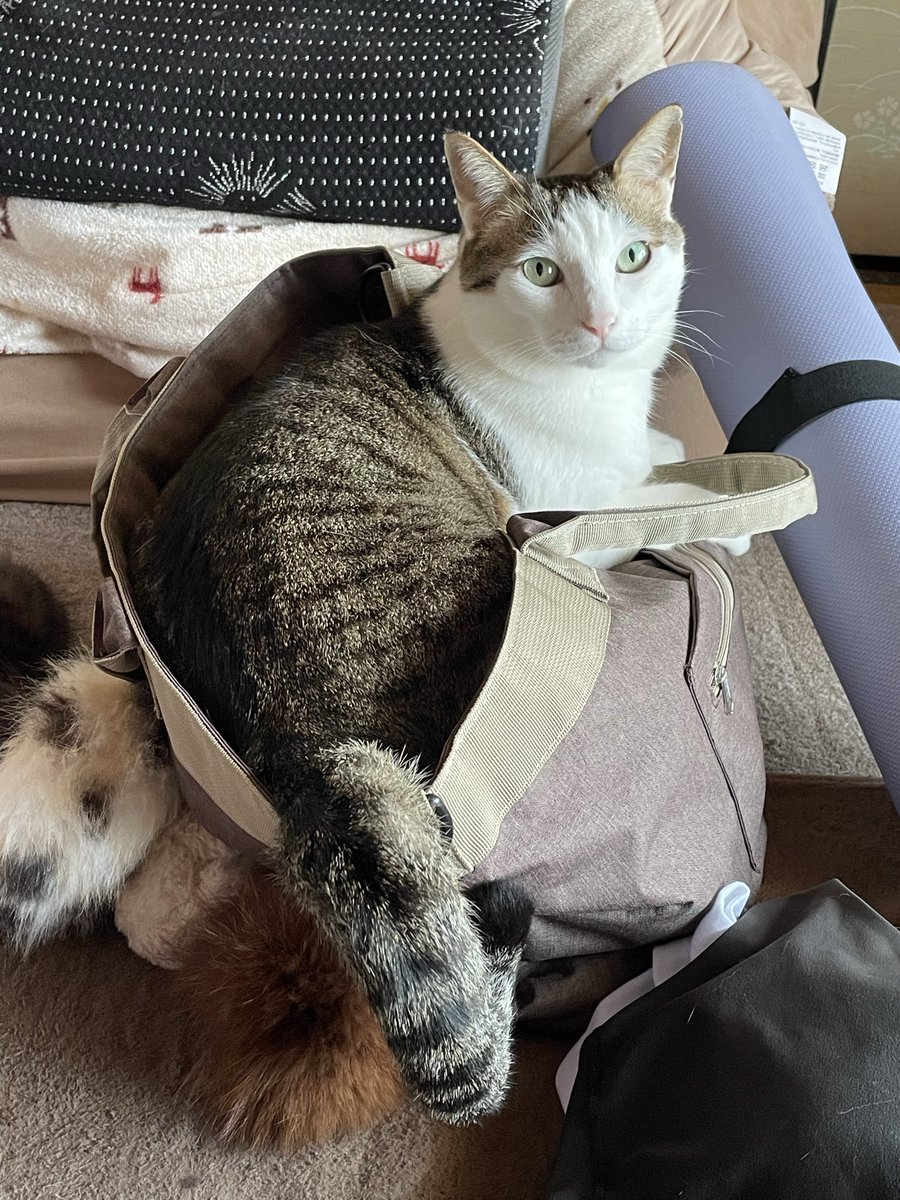 ＴＫ（たかこ）🐾🐾 tweet media