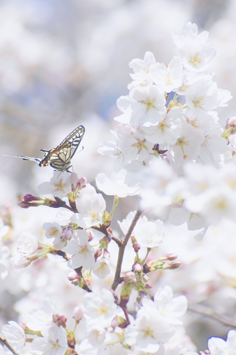 𝑆𝑎𝑡𝑜𝑚𝑖 tweet media