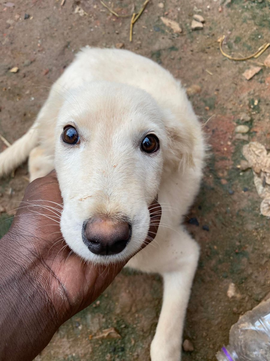 Popularpuppies © tweet media