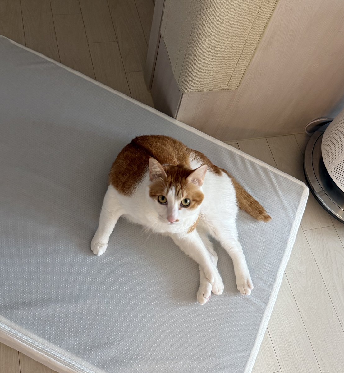 우리집 고양이 빵식이 tweet media