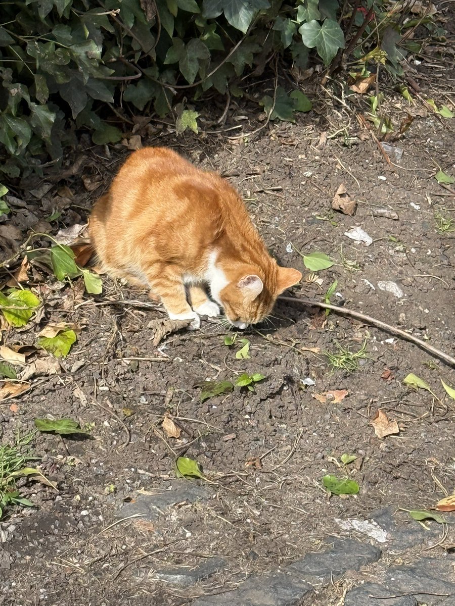 George The Stourbridge Junction Station Cat tweet media