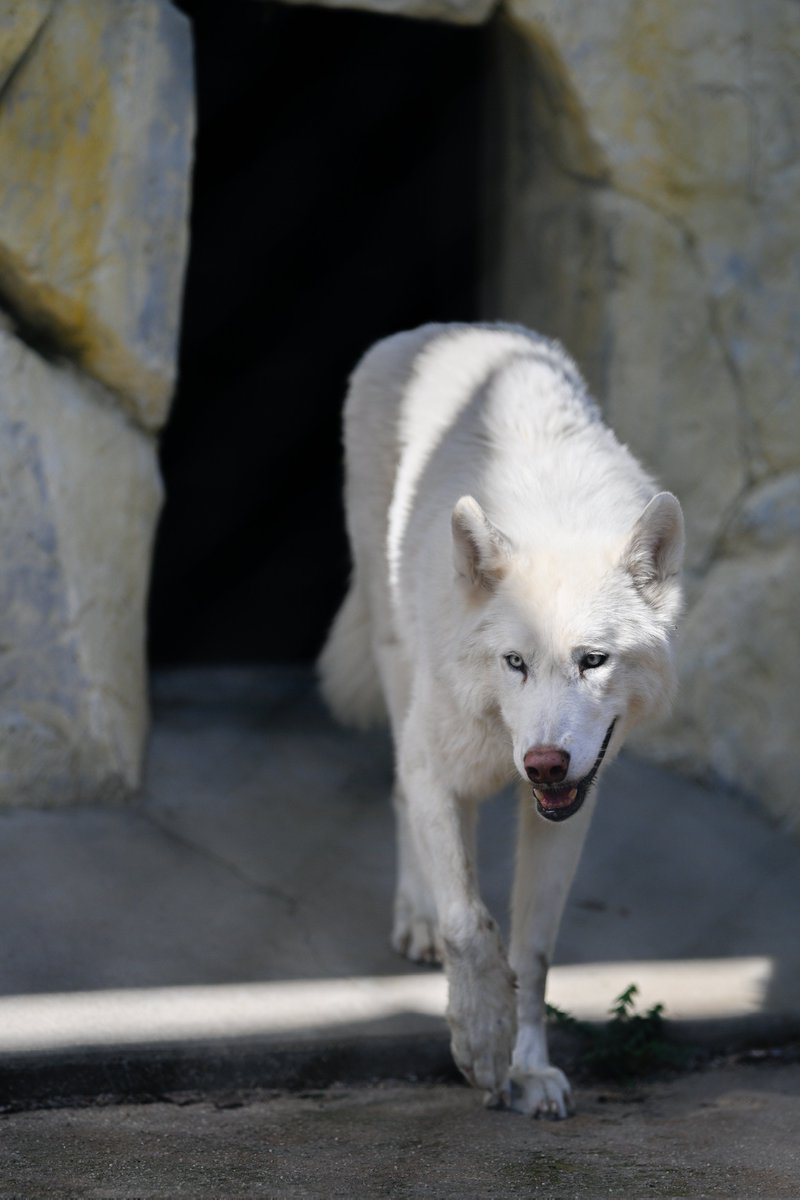 たつき🐺wolf photographer tweet media