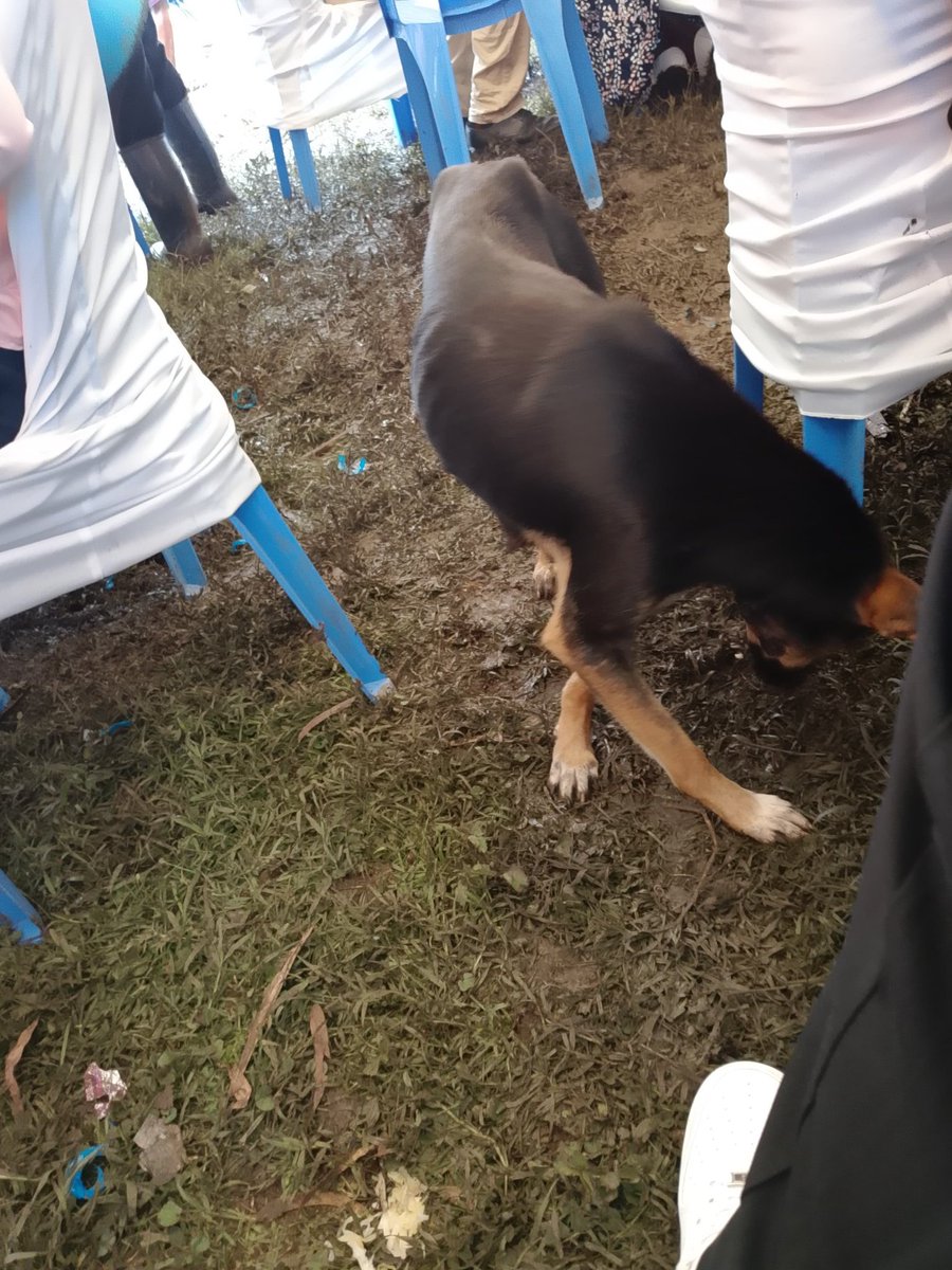 Papadum ™ tweet media