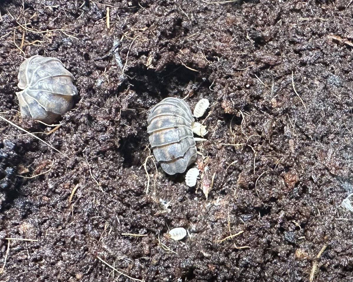 奇虫屋ぎん@週一投稿頑張り中！ tweet media