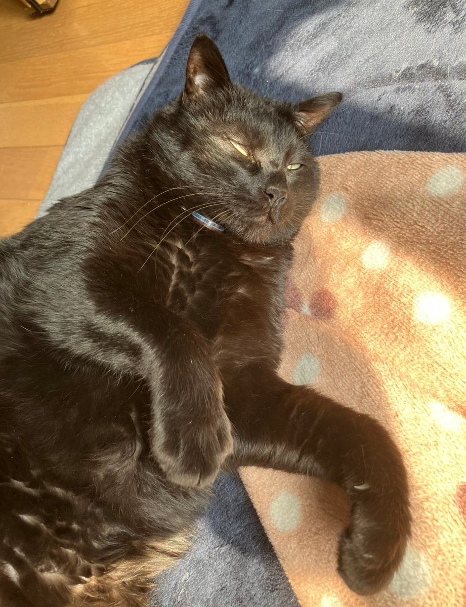 ねこねこ日和 tweet media