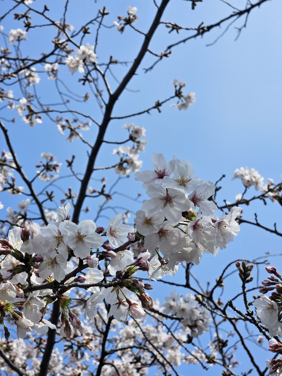 まよねーず tweet media