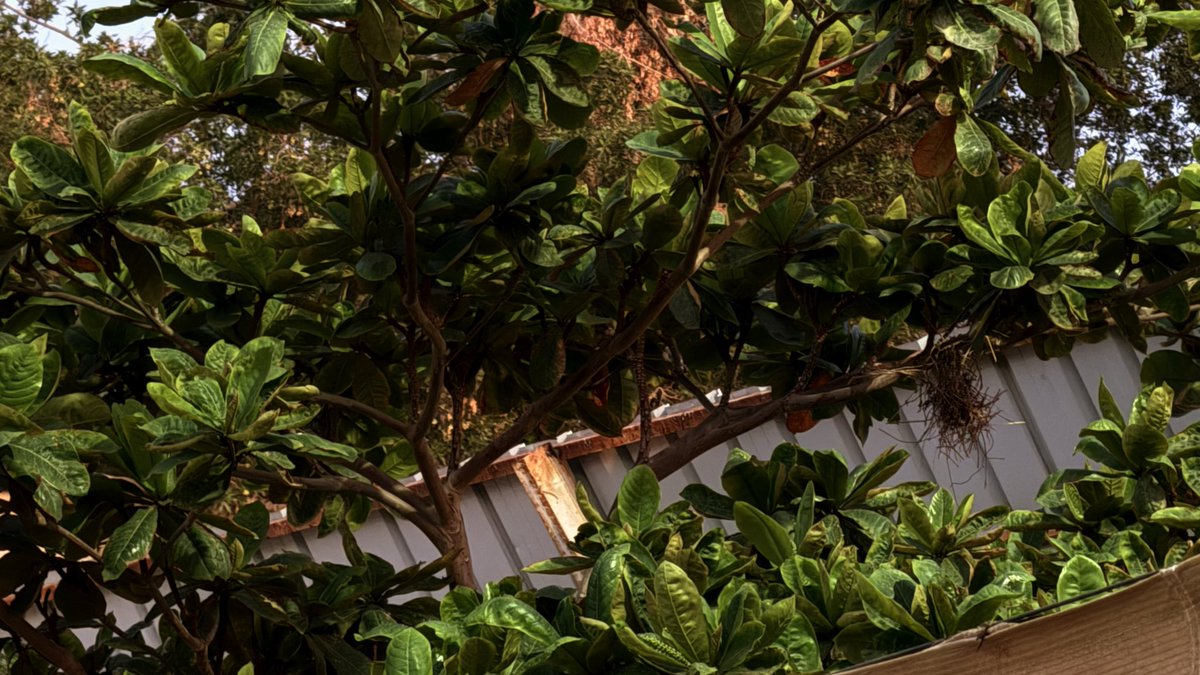 Sahar | سهر tweet media