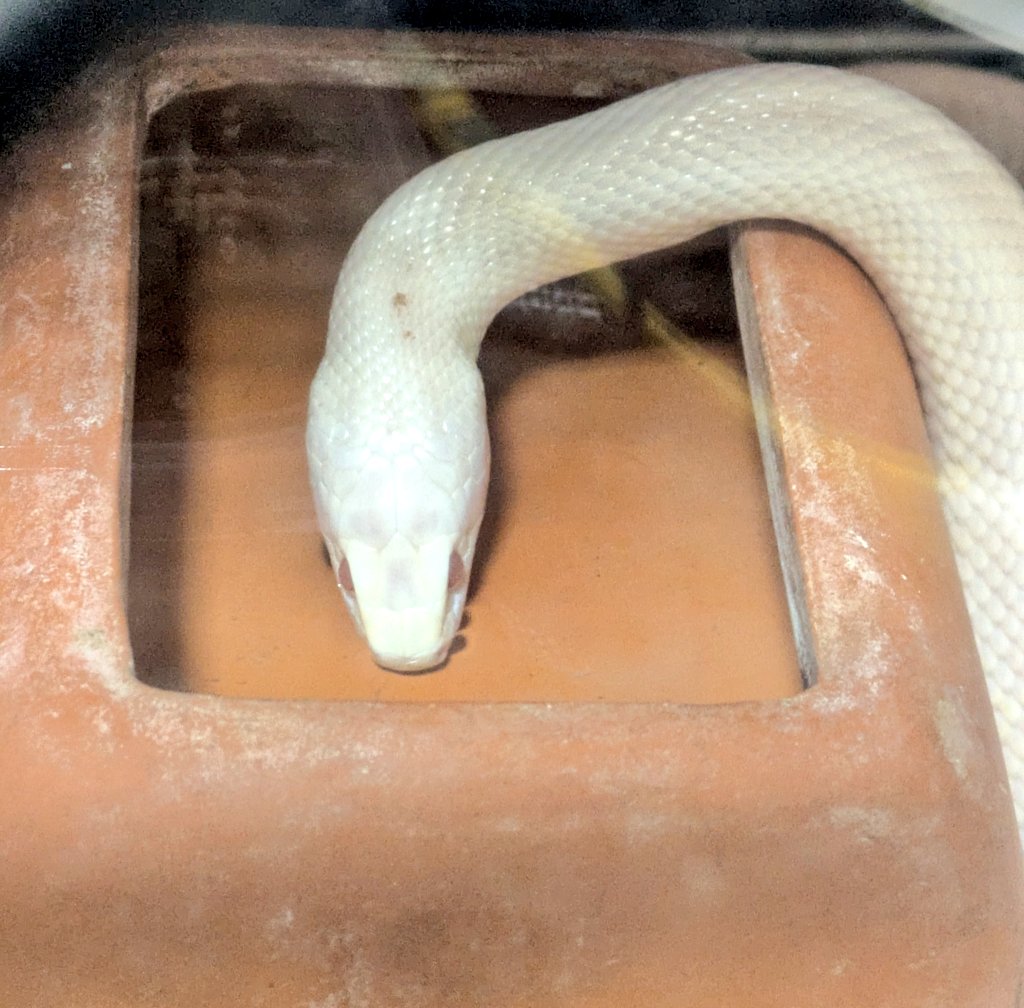 オメスケ tweet media