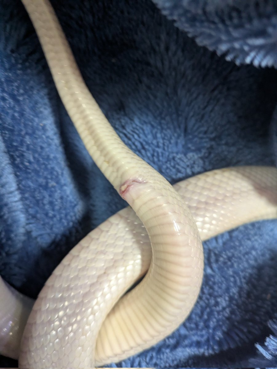 オメスケ tweet media