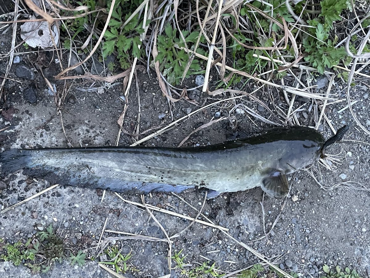 ポンコツバス釣りおじさん tweet media