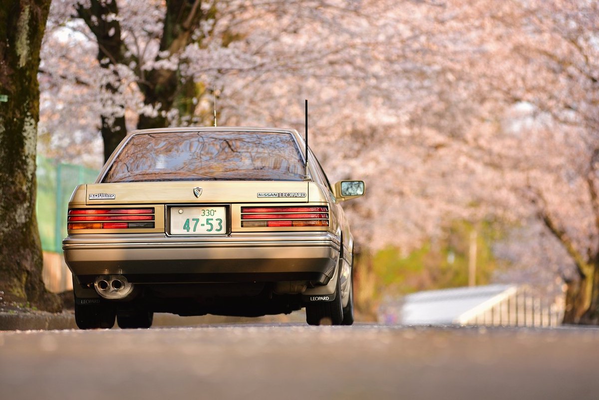レパードと桜 〜2026ver.〜 リアから #桜と愛車 #レパード #F31