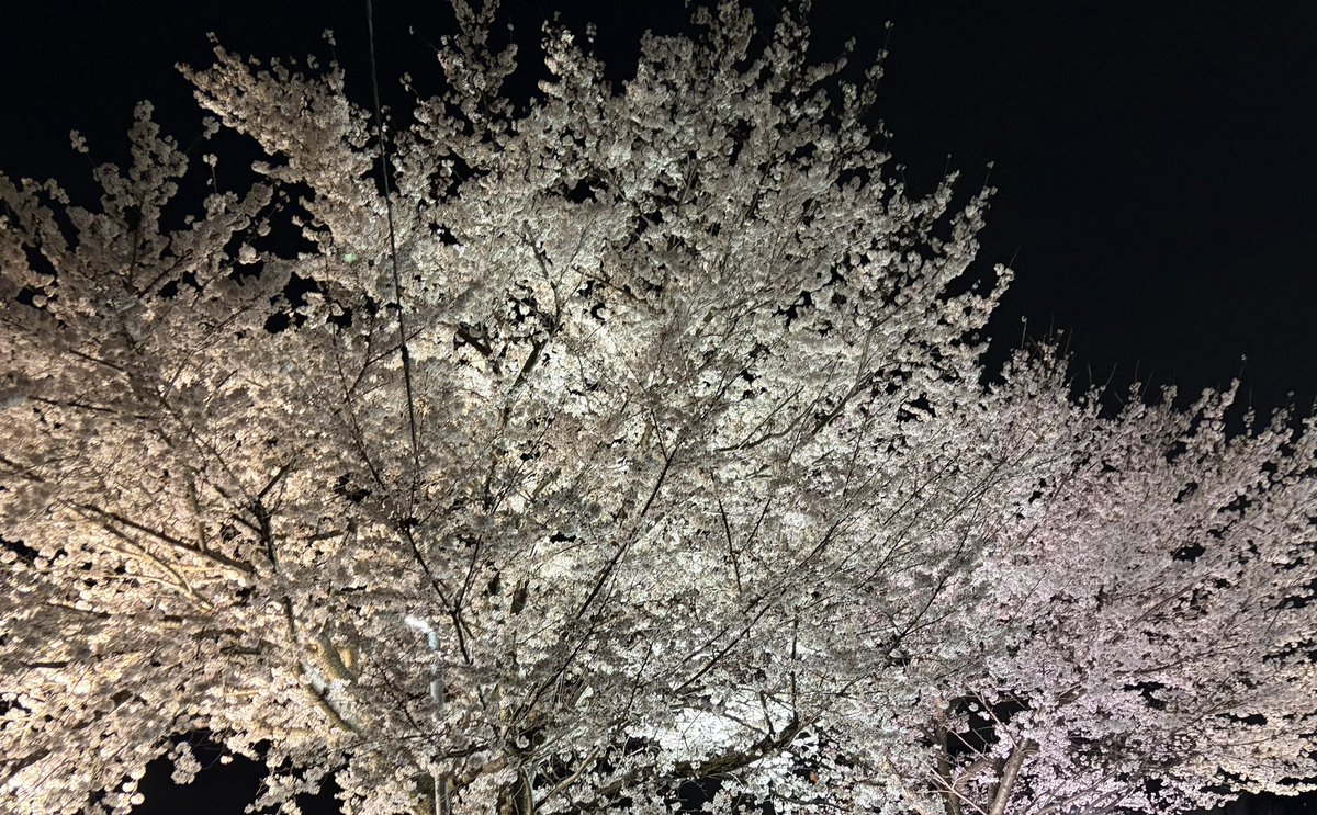 坂本ユウキ@葉月@料理@スピッツ好き@家系ラーメン好き tweet media