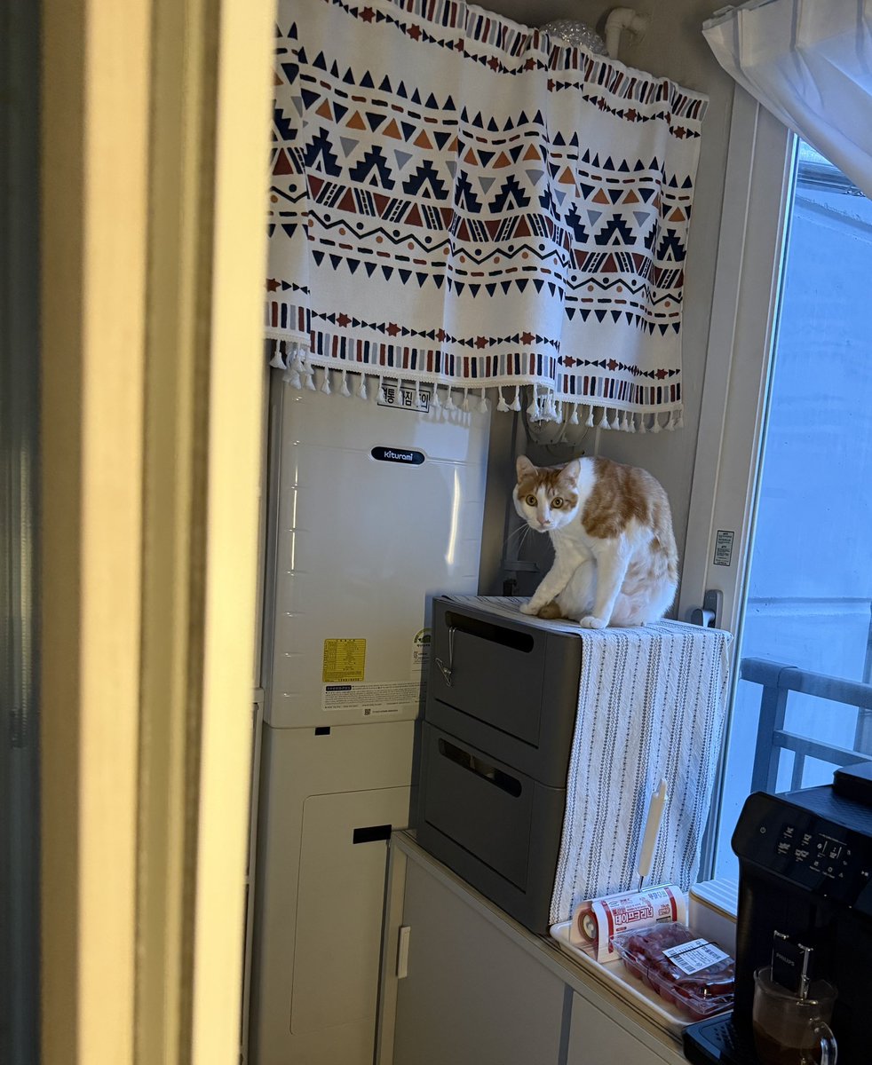 우리집 고양이 빵식이 tweet media