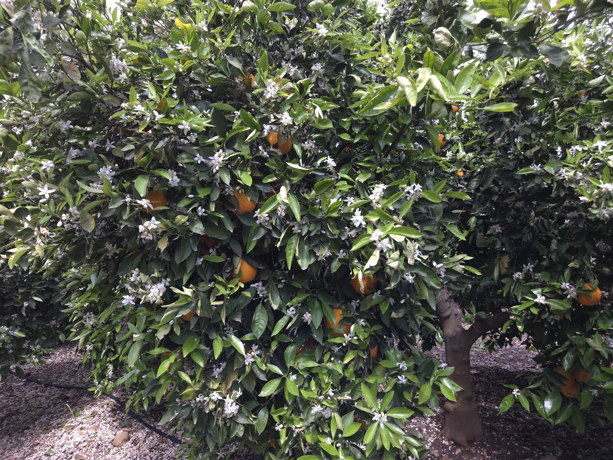 רועי פלך🍊🍋🥑 tweet media