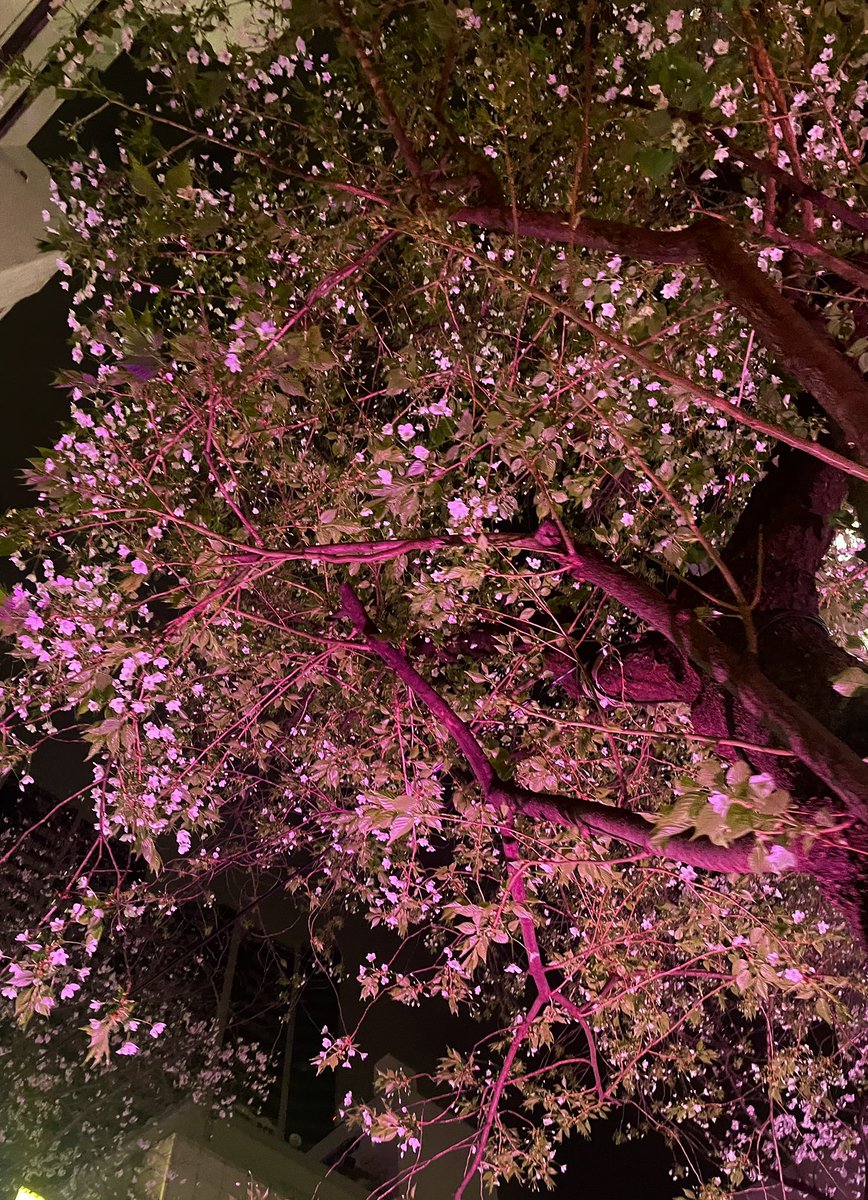 星リルカ tweet media