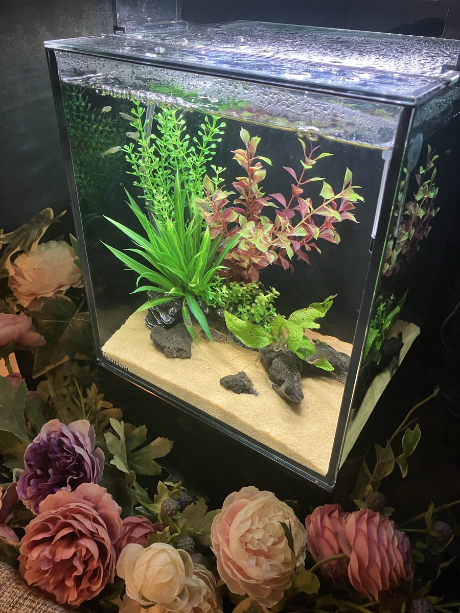 ラグナグ tweet media