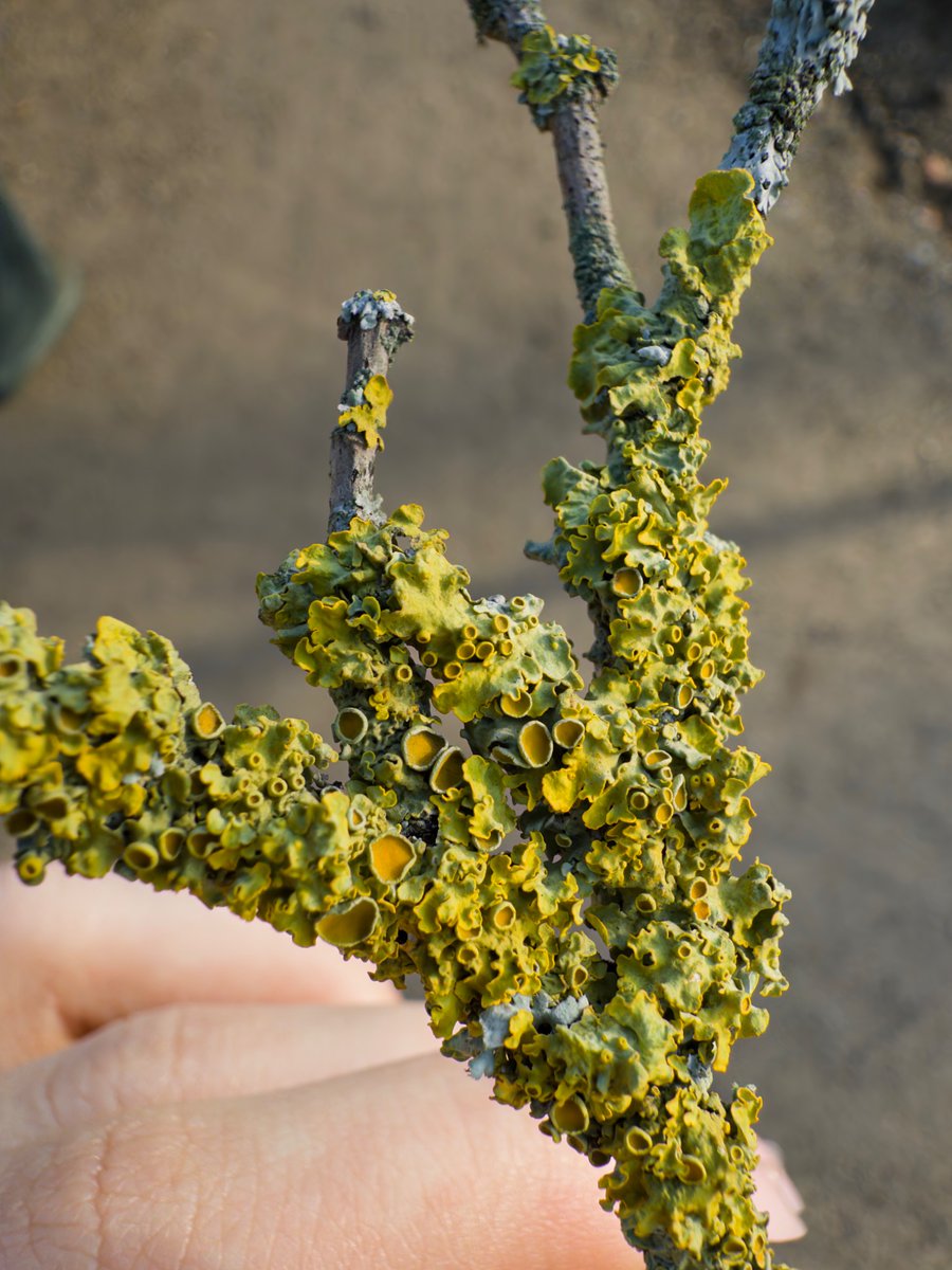 snemanım tweet media