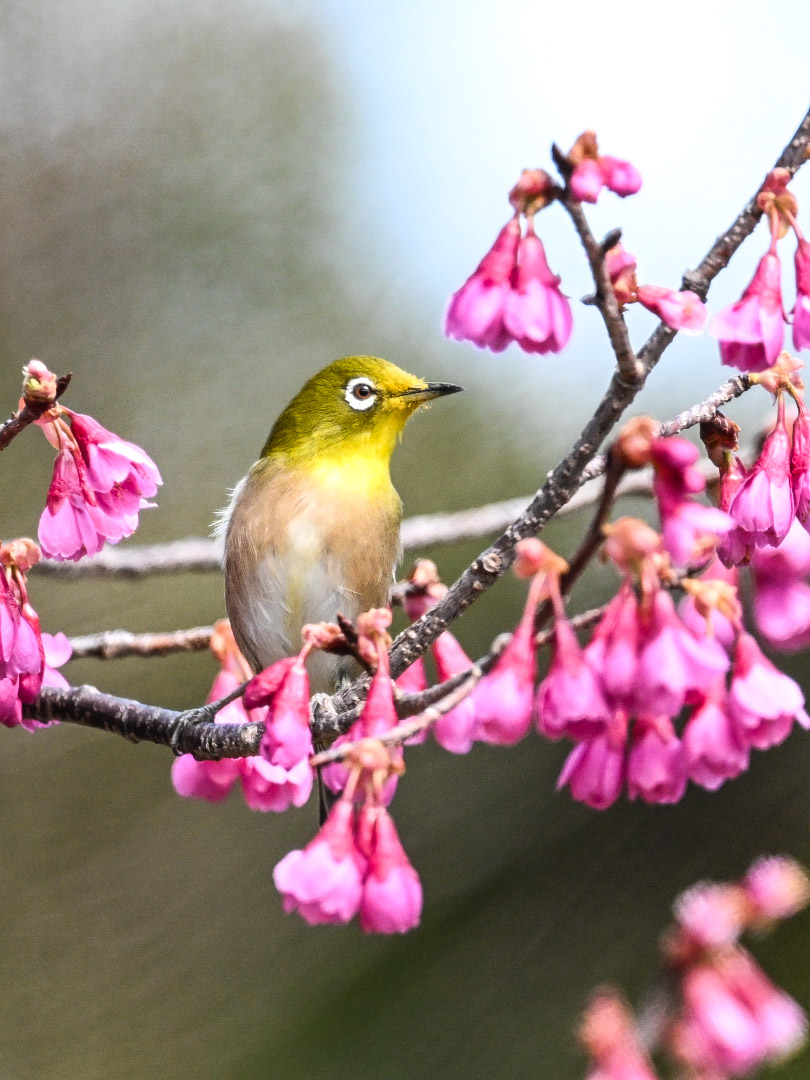 まるちー tweet media