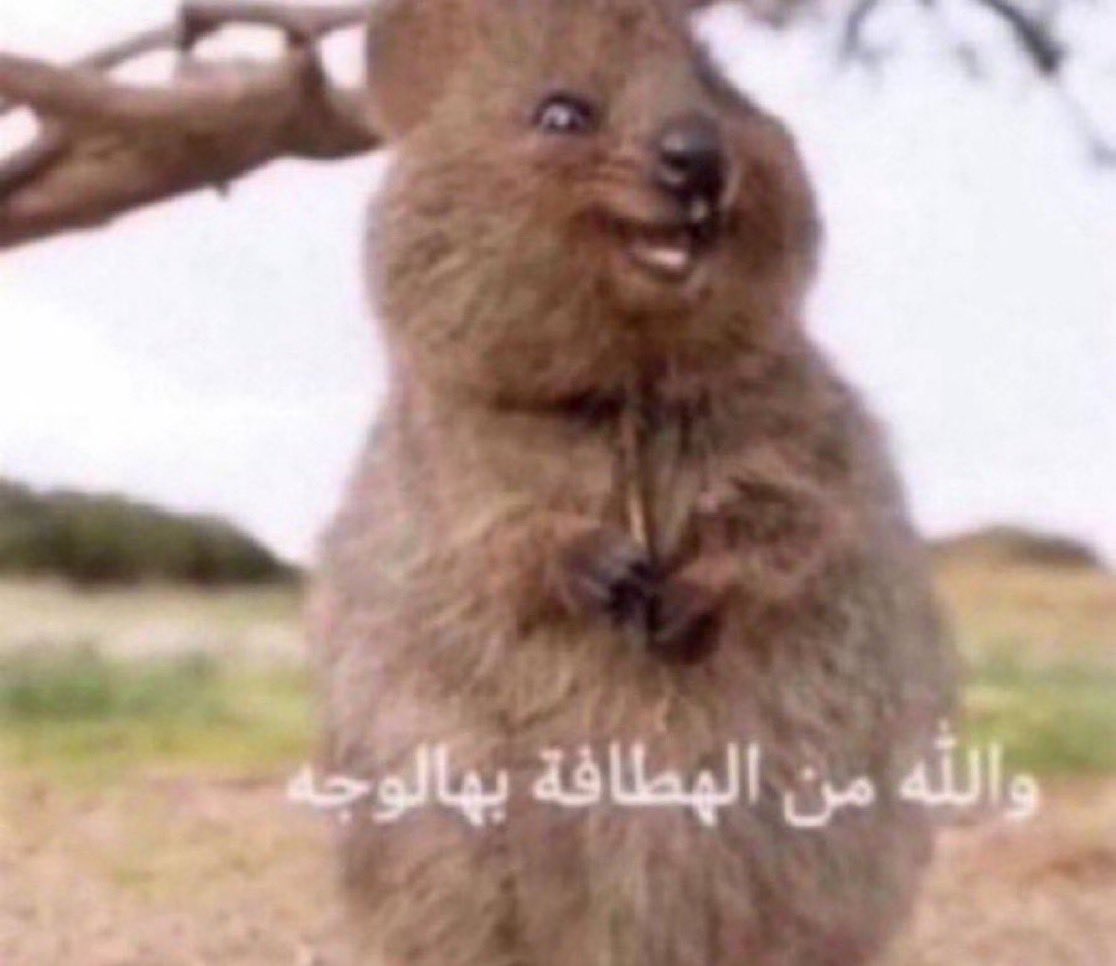 عبدالرحمن tweet media