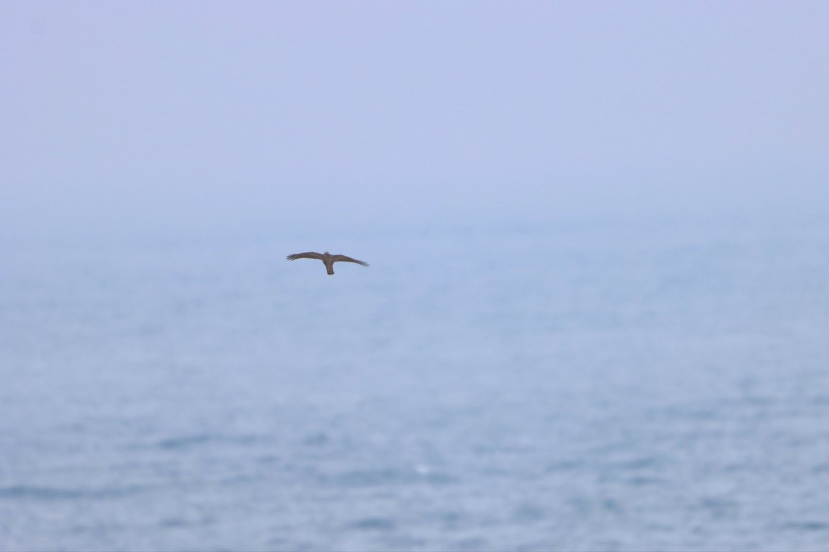 Kota_hawk migration tweet media