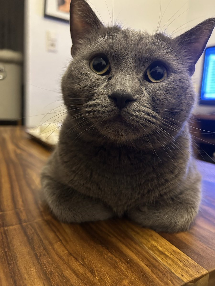 ana ᛑᛗᛛ ii enthusiast tweet media