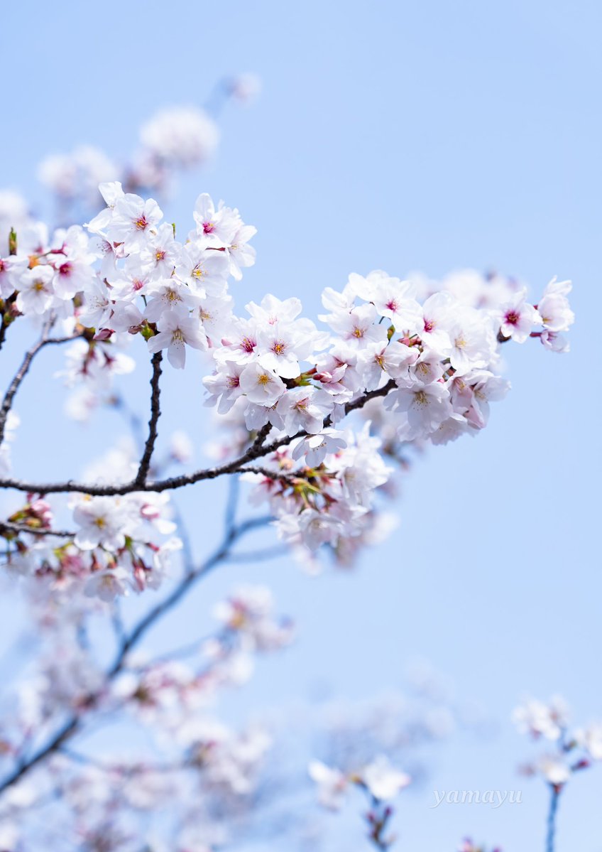 やまゆ🦜🪽 tweet media