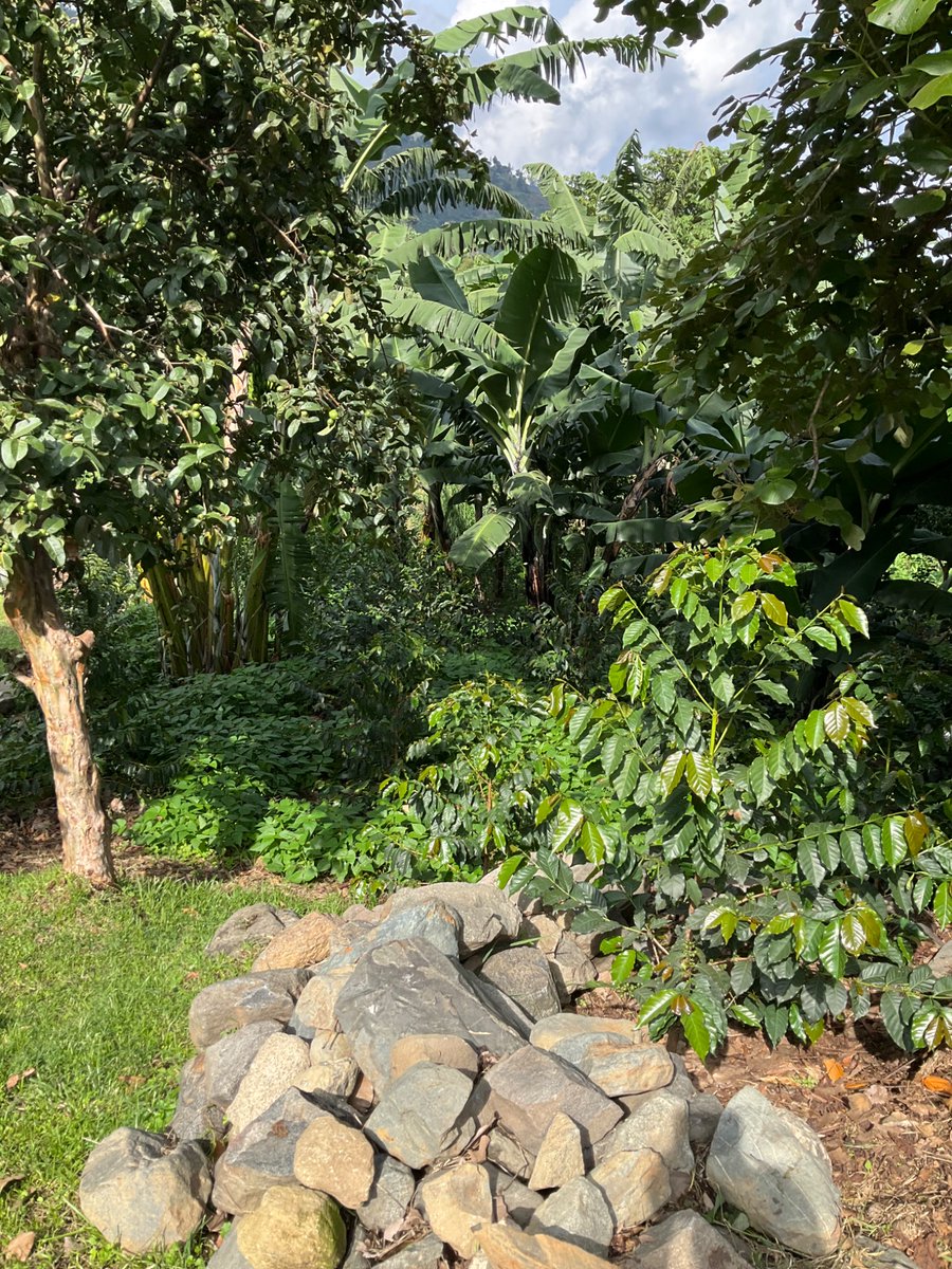 Tom’s Green Coffee tweet media