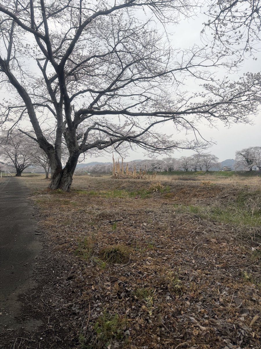 g08446's tweet photo. さぁ満開だ。 https://t.co/d5ckeAngbu