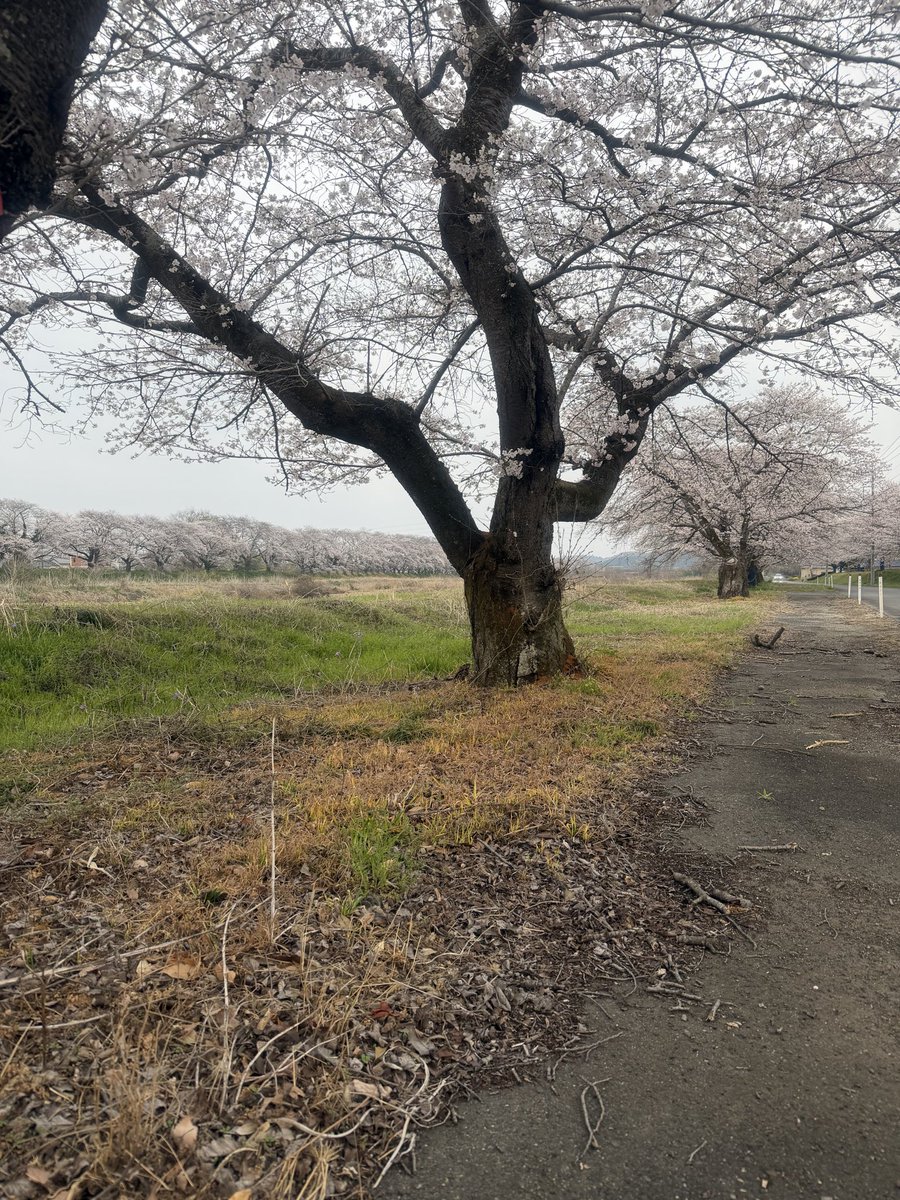 g08446's tweet photo. さぁ満開だ。 https://t.co/d5ckeAngbu