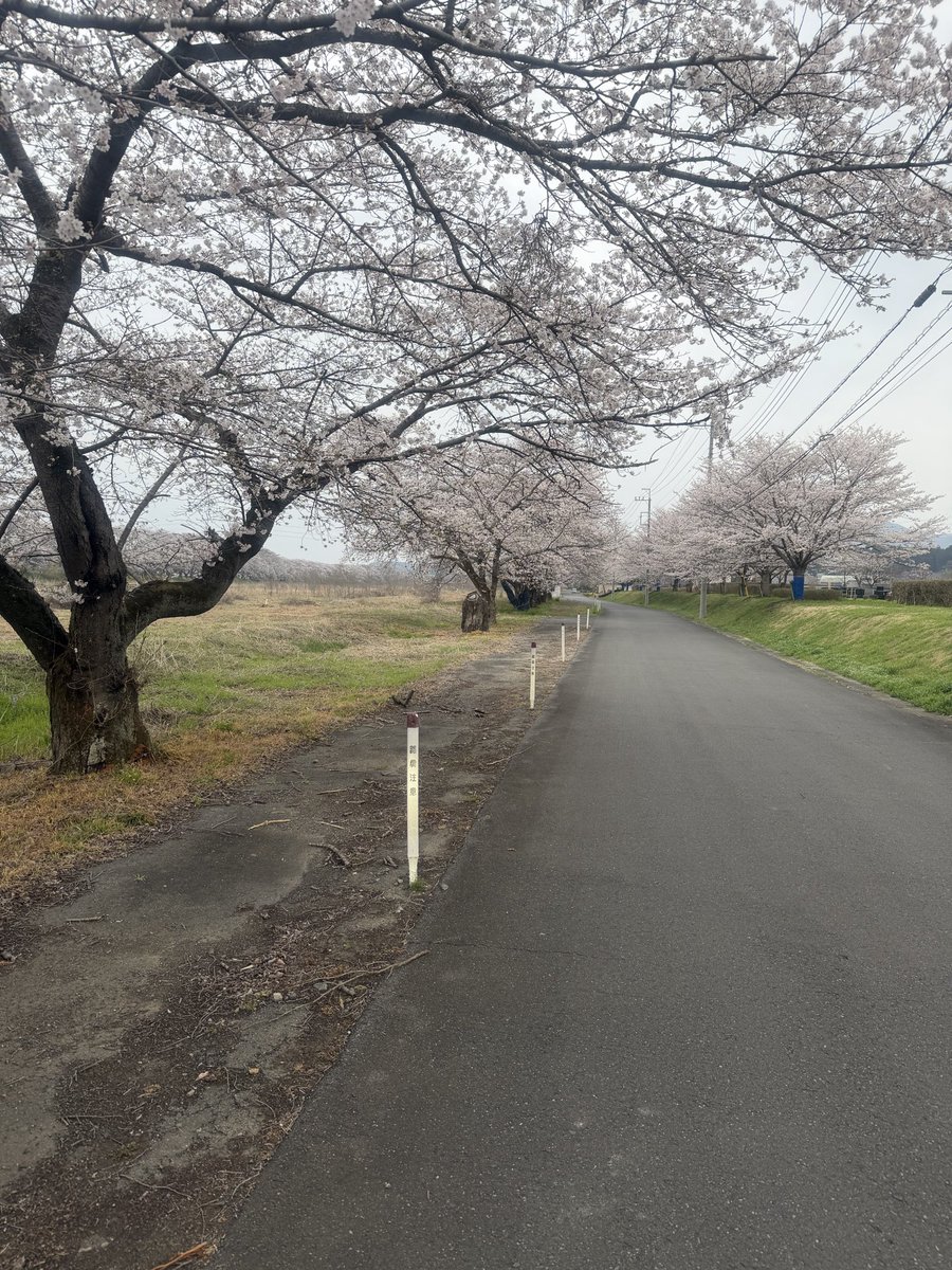 g08446's tweet photo. さぁ満開だ。 https://t.co/d5ckeAngbu