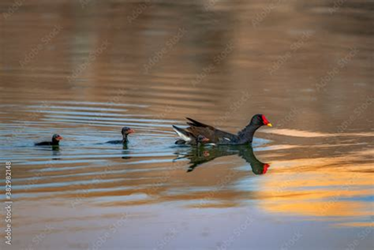 Eva Close tweet media