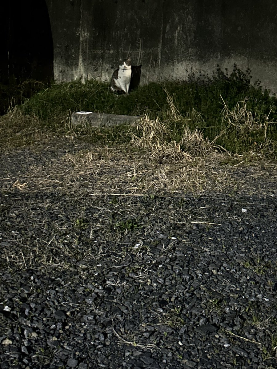 サイレント ニャー tweet media