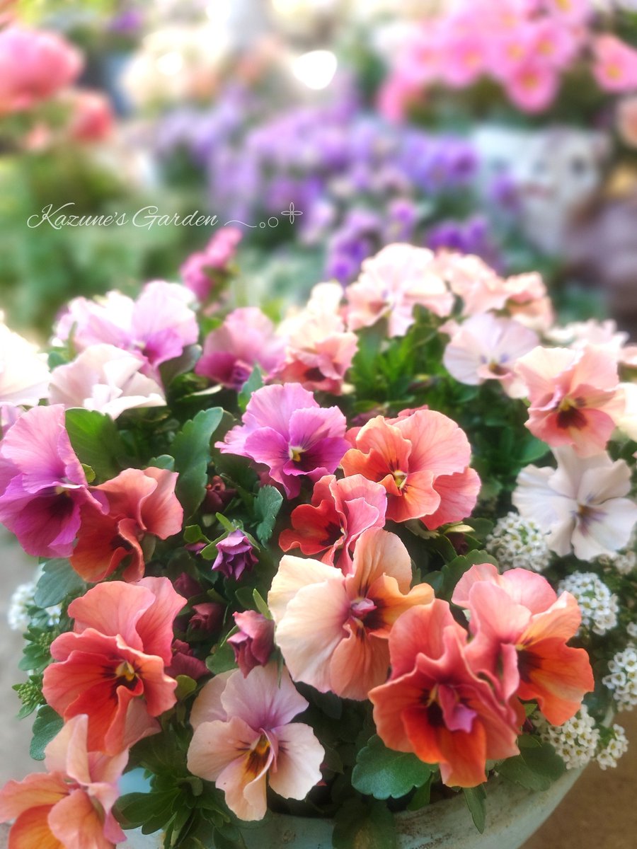 和音🎼.•*¨*•.¸¸♬❁.*･ﾟ tweet media