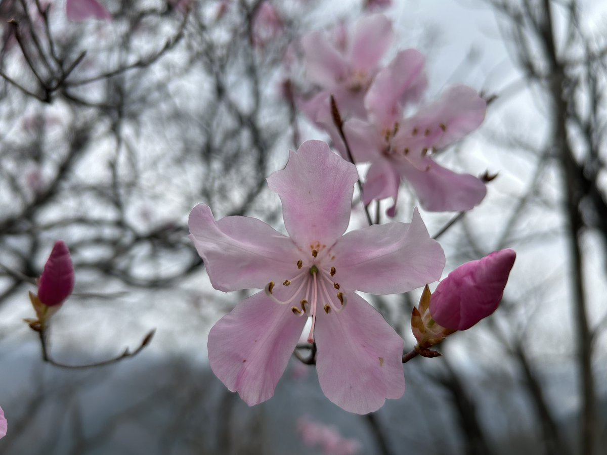 misonya4 tweet media