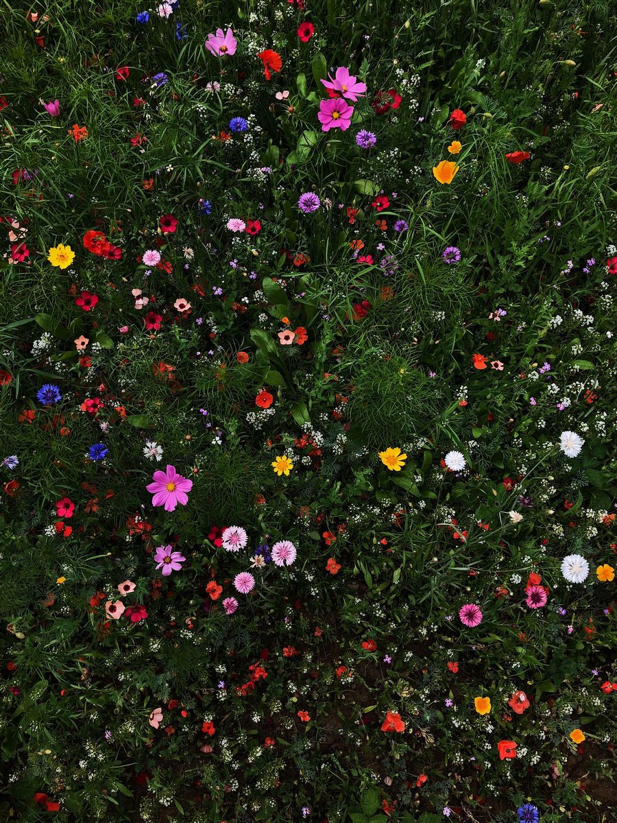 naturehealyou's tweet photo. Spring https://t.co/9U4bTdX8Db