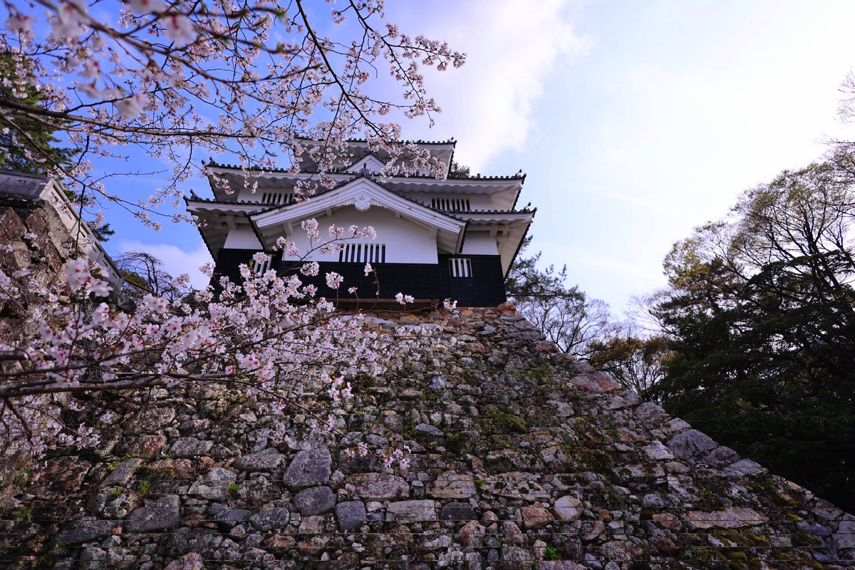 R6_aki02's tweet photo. カメラ練習📸
豊橋公園の桜は今が見頃かな
桜とちくわと吉田城🏯
#R6mark2
#ヤマサちくわ https://t.co/i4mstKQXK1