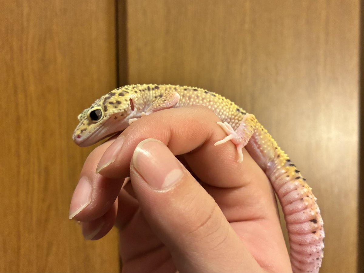 リュージ卍。 tweet media